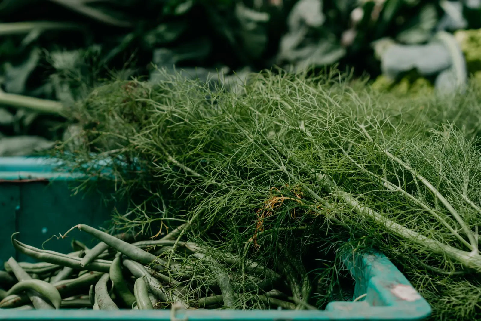 Fresh tarragon and Thai basil with fennel fronds on a wooden board
